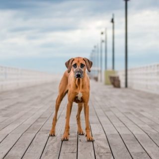 Unleashed Education – 7 Ways to Unleash Variety in Your Dog Photography Sessions