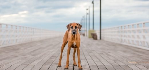 Unleashed Education – 7 Ways to Unleash Variety in Your Dog Photography Sessions